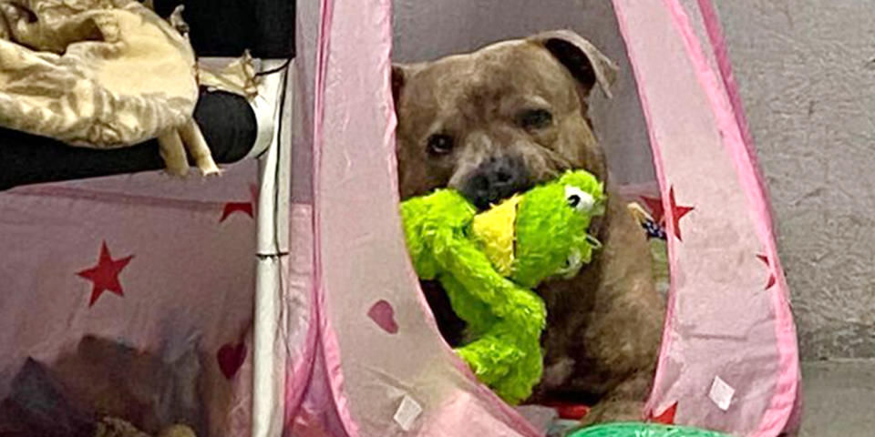 Starsky relaxes with a toy in his princess tent. (Courtesy of I Heart Dogs Rescue and Animal Haven)