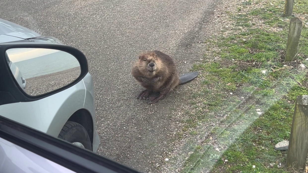 The search is on for the beaver that was spotted in Sandwich Bay, Kent. (SWNS)