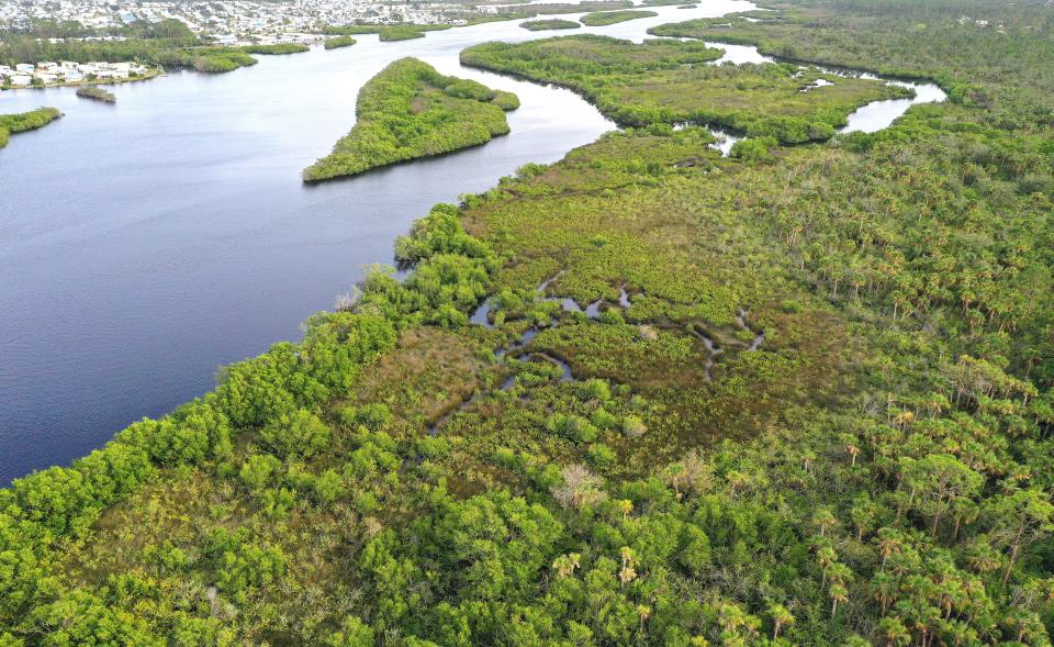 Sarasota County bought 25 acres consisting of tidal salt marsh, tidal strand, mangrove swamp, mesic and hydric flatwoods, and hydric hammock habitats on the west bank of the Myakka River with funds from the Environmentally Sensitive Land Preservation Program.