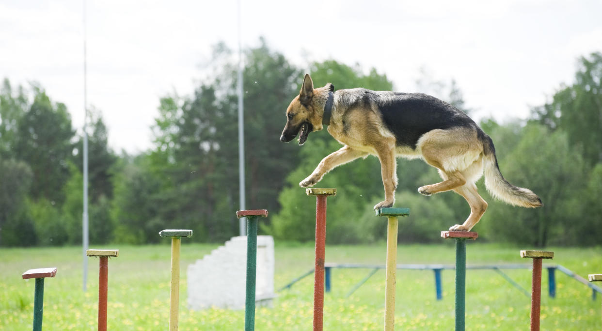 German Shepherd training