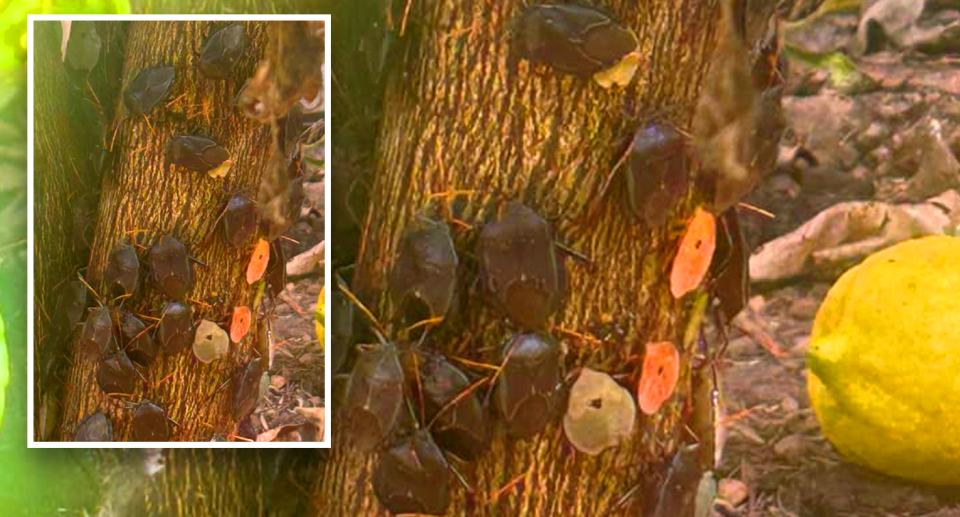 Bronze orange bugs on a Sydney lemon tree. 