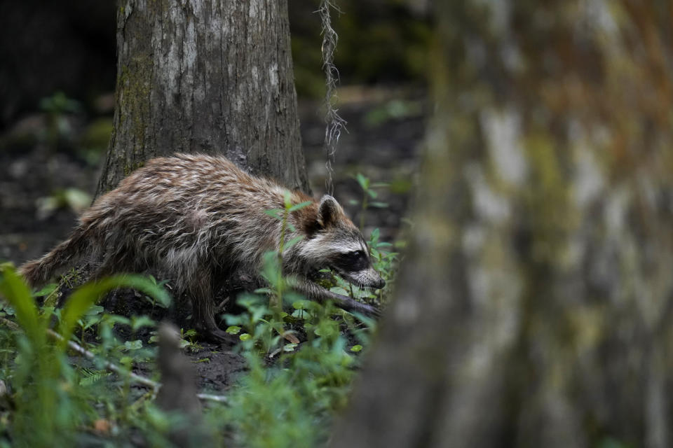 A raccoon walks through a wooded area on Avery Island, La., where Tabasco brand pepper sauce is made, Tuesday, April 27, 2021. As storms grow more violent and Louisiana loses more of its coast, the family that makes Tabasco Sauce is fighting erosion in the marshland that buffers it from hurricanes and floods. (AP Photo/Gerald Herbert)