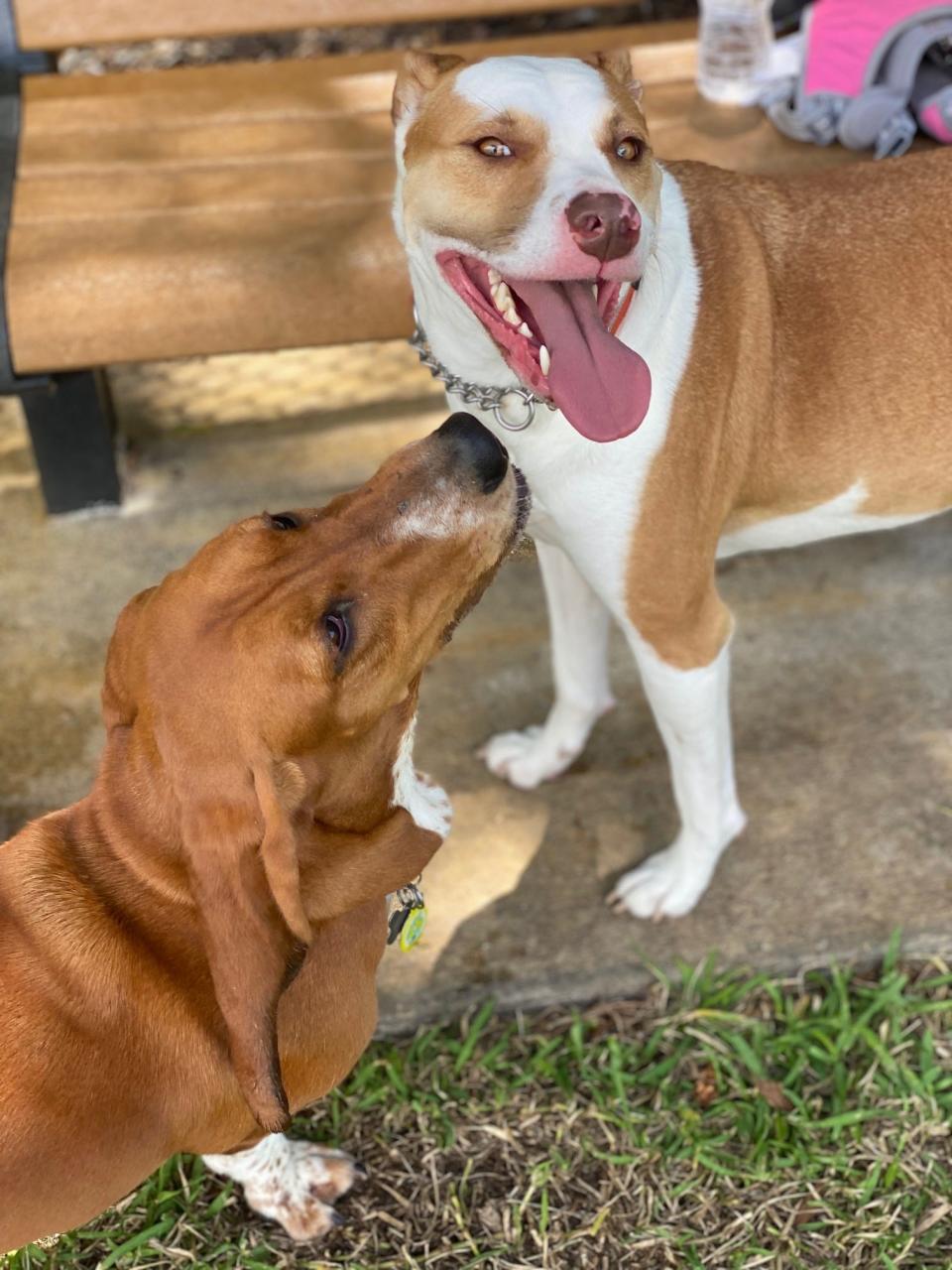 My pandemic pup Lenny (right) shares a dog park moment with Chestnut the basset hound.