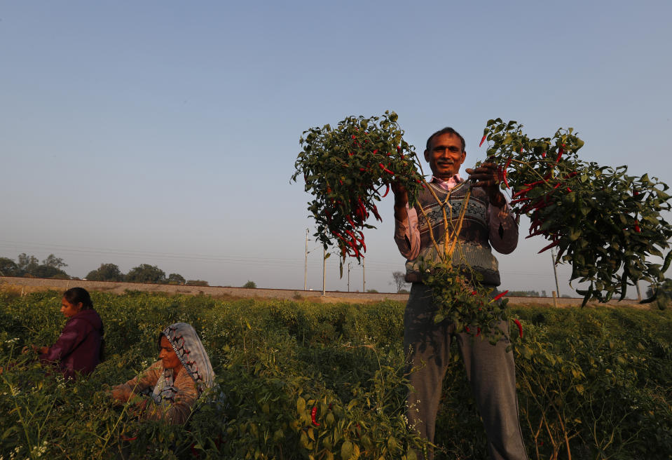 Indian farmer Ram Singh Patel shows his yield of chillies at his farm in Fatehpur district, 180 kilometers (112 miles) south of Lucknow, India, Saturday, Dec. 19, 2020. Patel's day starts at 6 in the morning, when he walks into his farmland tucked next to a railway line. For hours he toils on the farm, where he grows chili peppers, onions, garlic, tomatoes and papayas. Sometimes his wife, two sons and two daughters join him to lend a helping hand or have lunch with him. (AP Photo/Rajesh Kumar Singh)