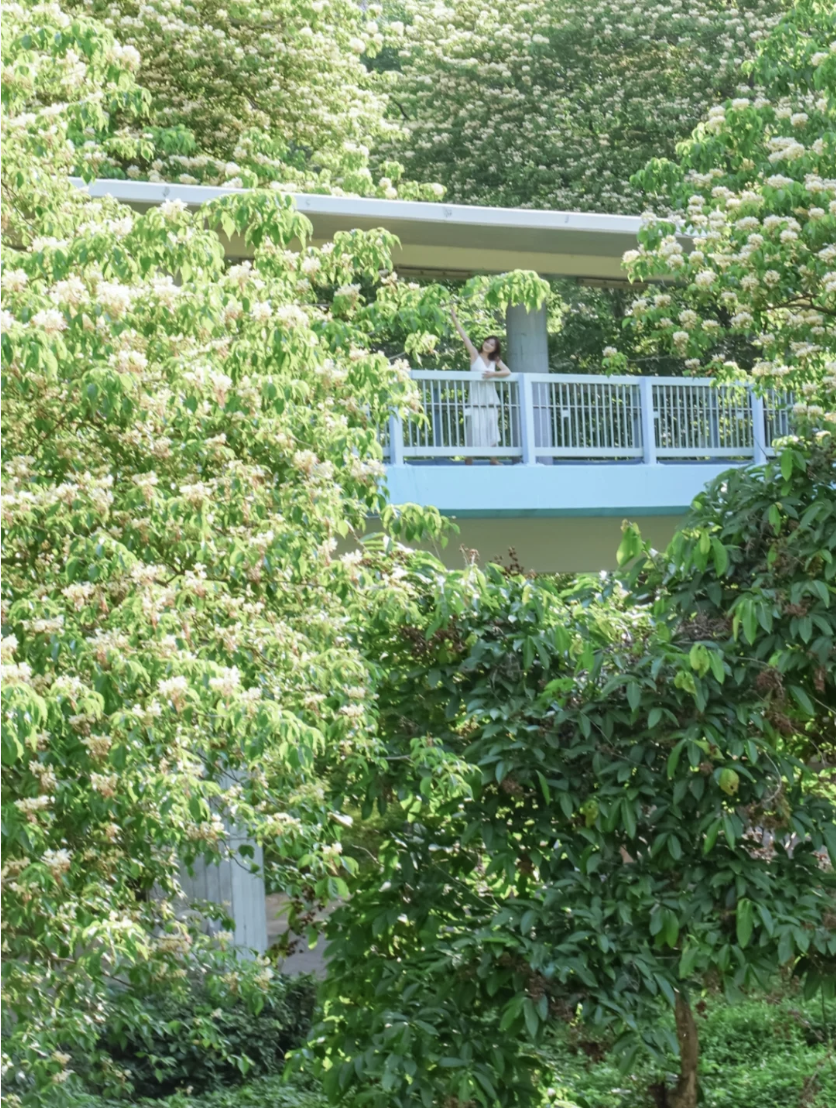 香港賞花｜5大魚木樹/樹頭菜打卡位推介！太子歐式教堂/九龍城白黃花夾道 每年2次花期