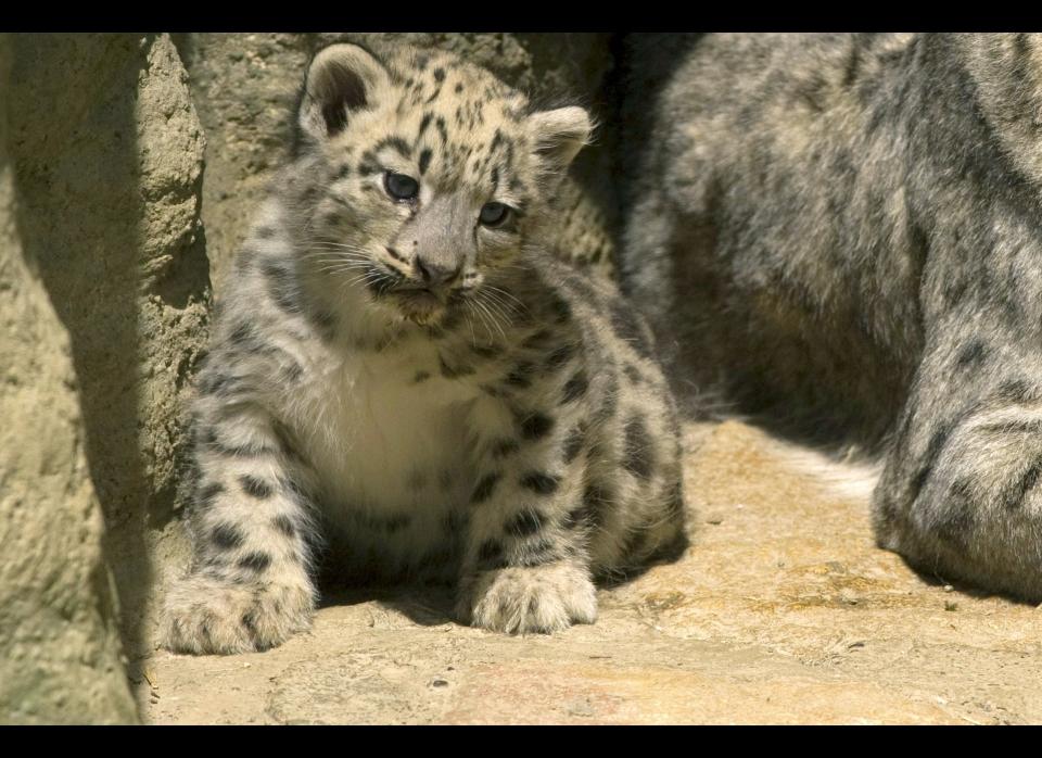 One of the three snow leopards triplets rests near its mother at Basel Zoo in northwestern Switzerland on June 15, 2011. The zoo showed off the eight-week-old cubs longside their mother, Mayhan and father, Pator. The pair were matched mid-January through a preservation program run by the European Association of Zoo and Aquaria.