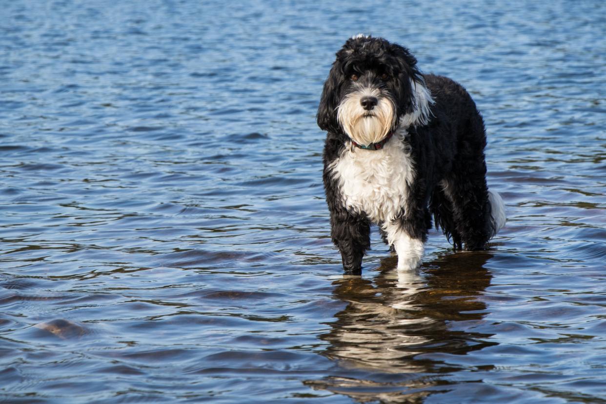 Black and white Portuguese Water Dog standing in lake water, looking directly into camera
