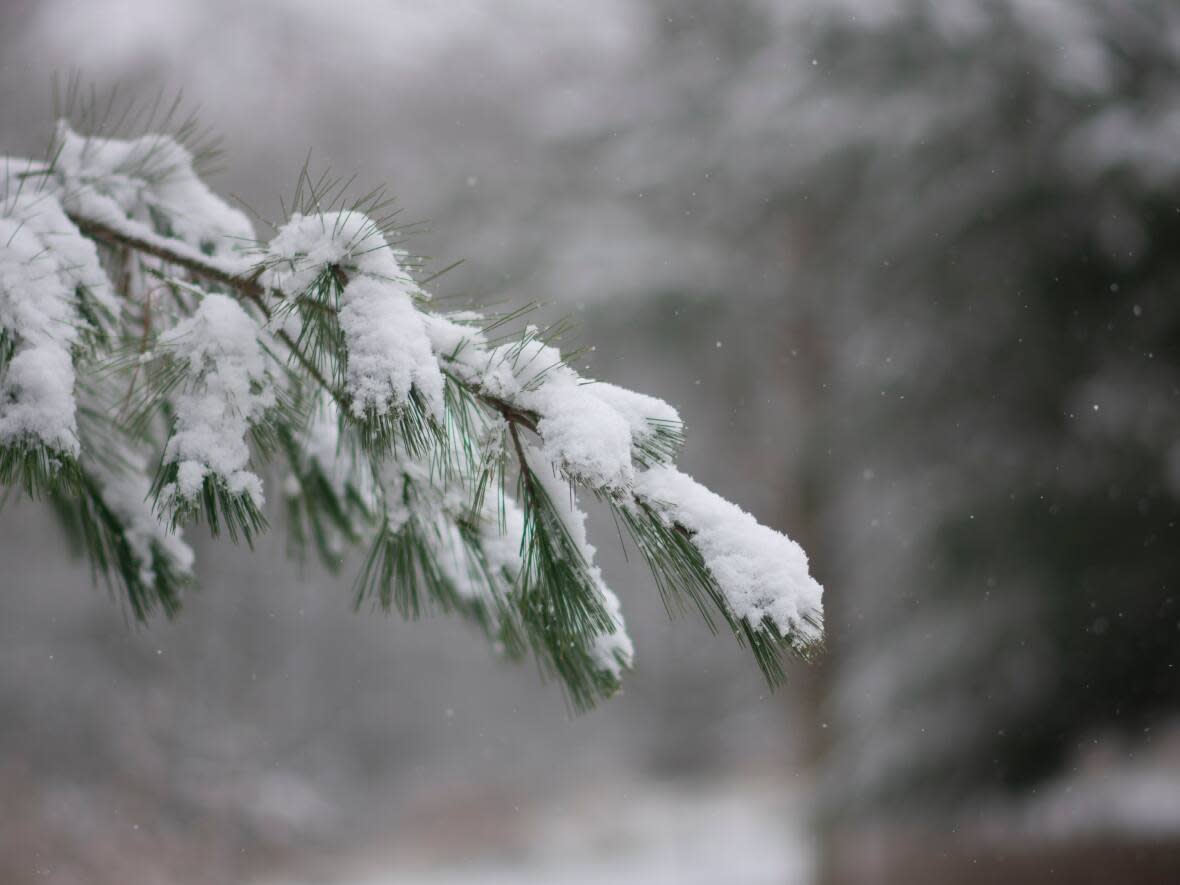 It may be nearly June, but we're not out of the woods yet. Meteorologists are tracking a weather system that could bring snow to parts of Newfoundland and Labrador late Sunday into Monday. (Bobby Hristova/CBC - image credit)