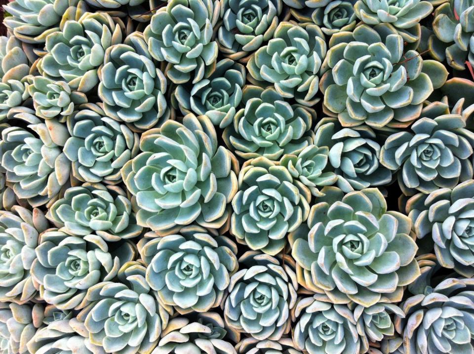 3) Approximately 60 different plant families contain succulents.