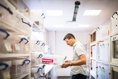 A researcher undertakes venom extractions at Liverpool School of Tropical Medicine in Liverpool, Britain, in this handout photo obtained May 15, 2019. Benjamin Gilbert/Wellcome/via REUTERS