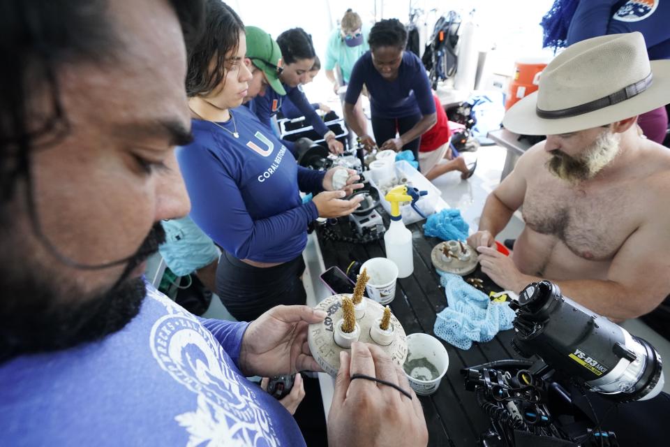 Students and volunteers cement coral fragments from a coral nursery into cement "cookies" to be affixed to the reef, Friday, Aug. 4, 2023, near Key Biscayne, Fla. Scientists from the University of Miami Rosenstiel School of Marine, Atmospheric, and Earth Science established a new restoration research site there to identify and better understand the heat tolerance of certain coral species and genotypes during bleaching events. (AP Photo/Wilfredo Lee)