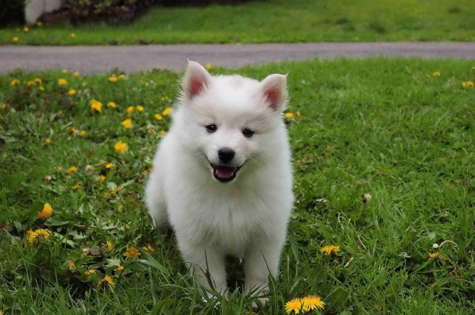 Miniature American Eskimo