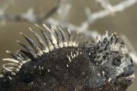 An iguana is seen at Punta Albemarle in Isabela island at Galapagos National Park August 22, 2013. (REUTERS/Jorge Silva)