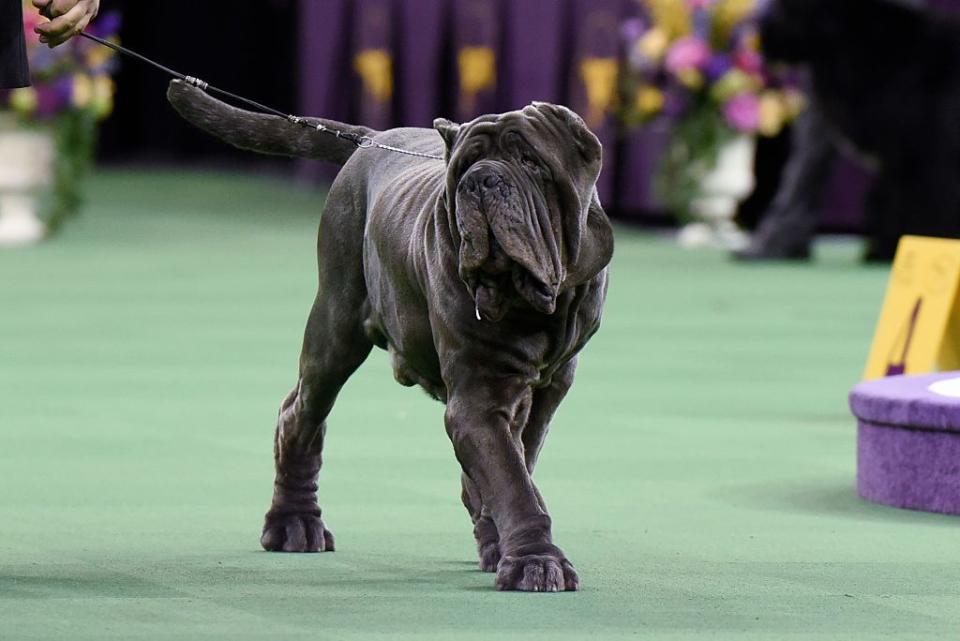 tallest dog breed neapolitan mastiff