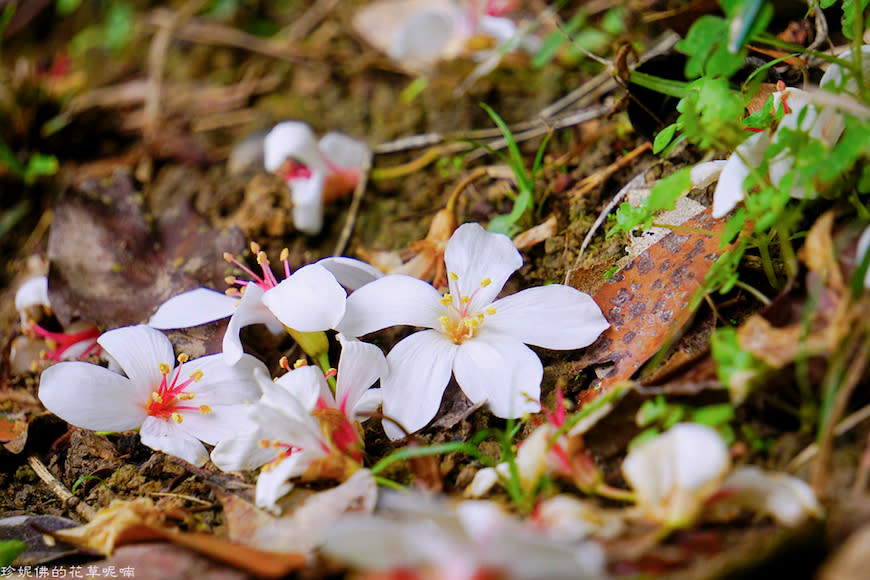 新竹縣寶山鄉｜桐花森林遇