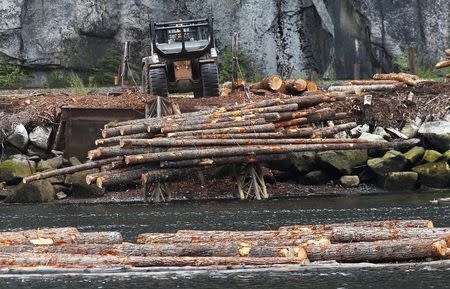 Logs are pushed into the water at Squamish Mills Ltd in Howe Sound near Squamish, British Columbia, Canada April 25, 2017. REUTERS/Ben Nelms