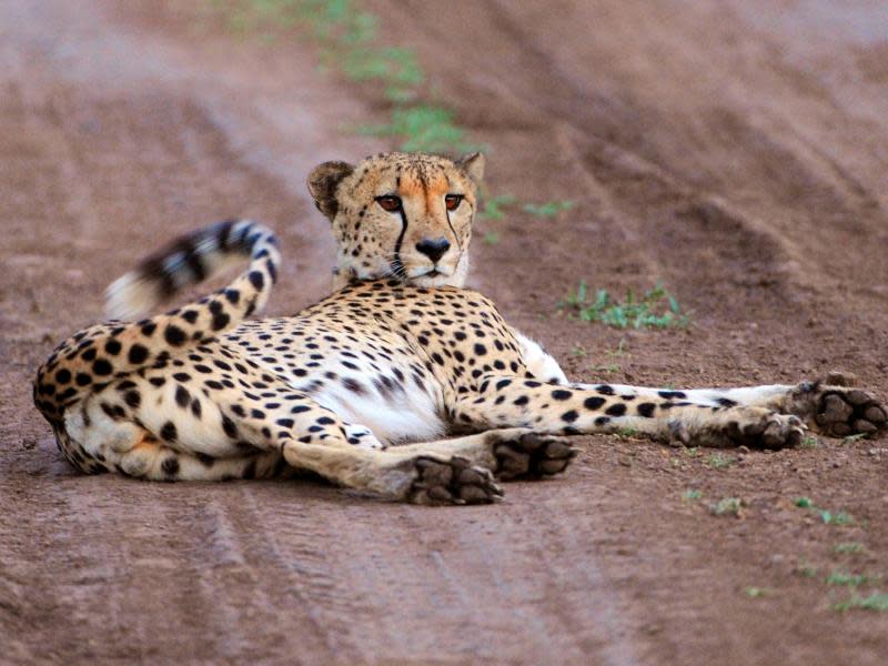 Wegen der respekteinflößenden Wildtiere wie diesem Geparden kommen viele Touristen nach Südafrika - dabei hat das Land noch einiges mehr zu bieten. Foto: dein-suedafrika.de