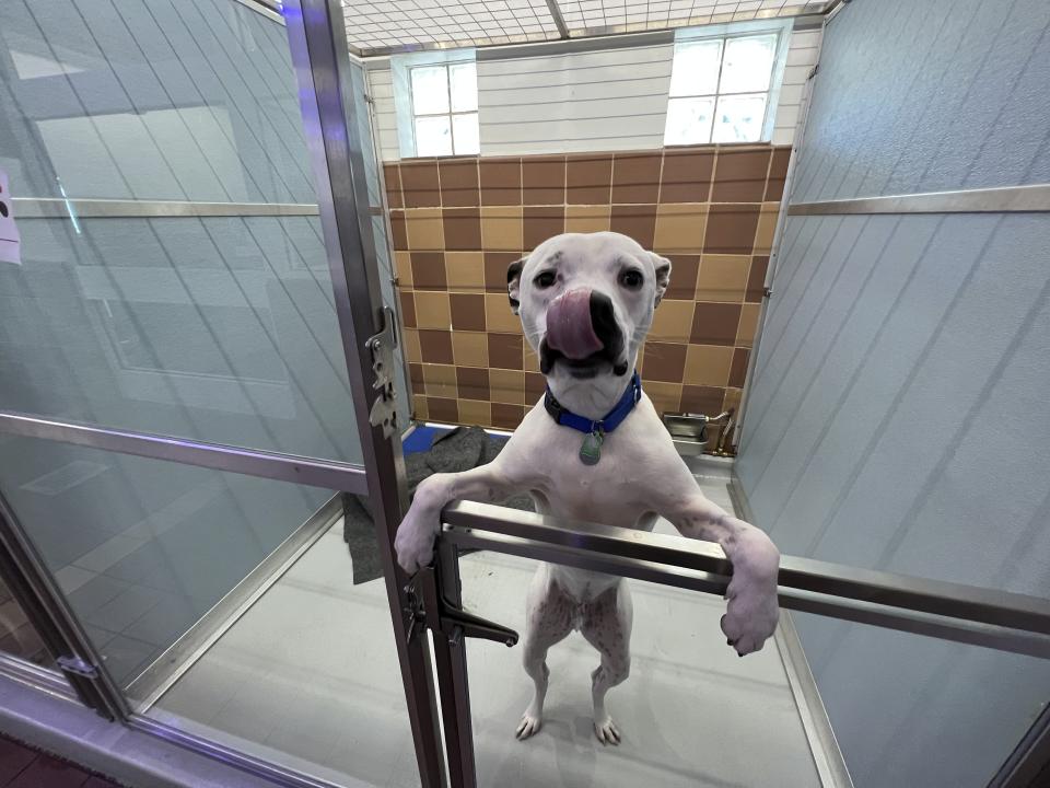 A rescued dog appears at the North Shore Animal League America shelter in Port Washington, N.Y. on Nov. 29, 2023. Gifting a pet as a surprise at the holidays is widely not recommended. (Robert Borden via AP)