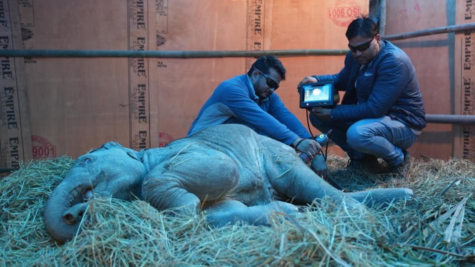 Veterinary workers at the Wildlife SOS Elephant Care and Conservation Center in Mathura, northern India, scan the hip of Bani, a 9-month-old elephant calf seriously injured by a train strike. / Credit: Courtesy of Wildlife SOS