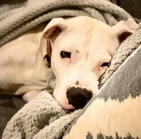 Photo shows rescue dog Storm relaxing on a blanket.