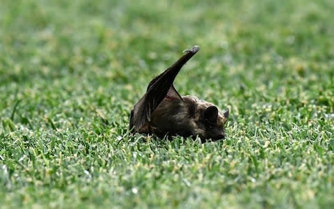 a bat - Credit: JULIAN SIMMONDS