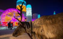 <p>A reindeer roamsthe Harbin Ice and Snow Festival.</p>