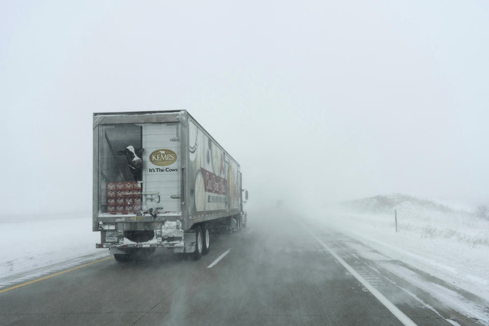 An image of a dairy cow is seen on the back of a Kemps tractor trailer as it moves along the snowy eastbound lane of U.S. Highway 20 during a blizzard near Holstein, Iowa, Saturday, Jan. 13, 2024. (AP Photo/Carolyn Kaster)