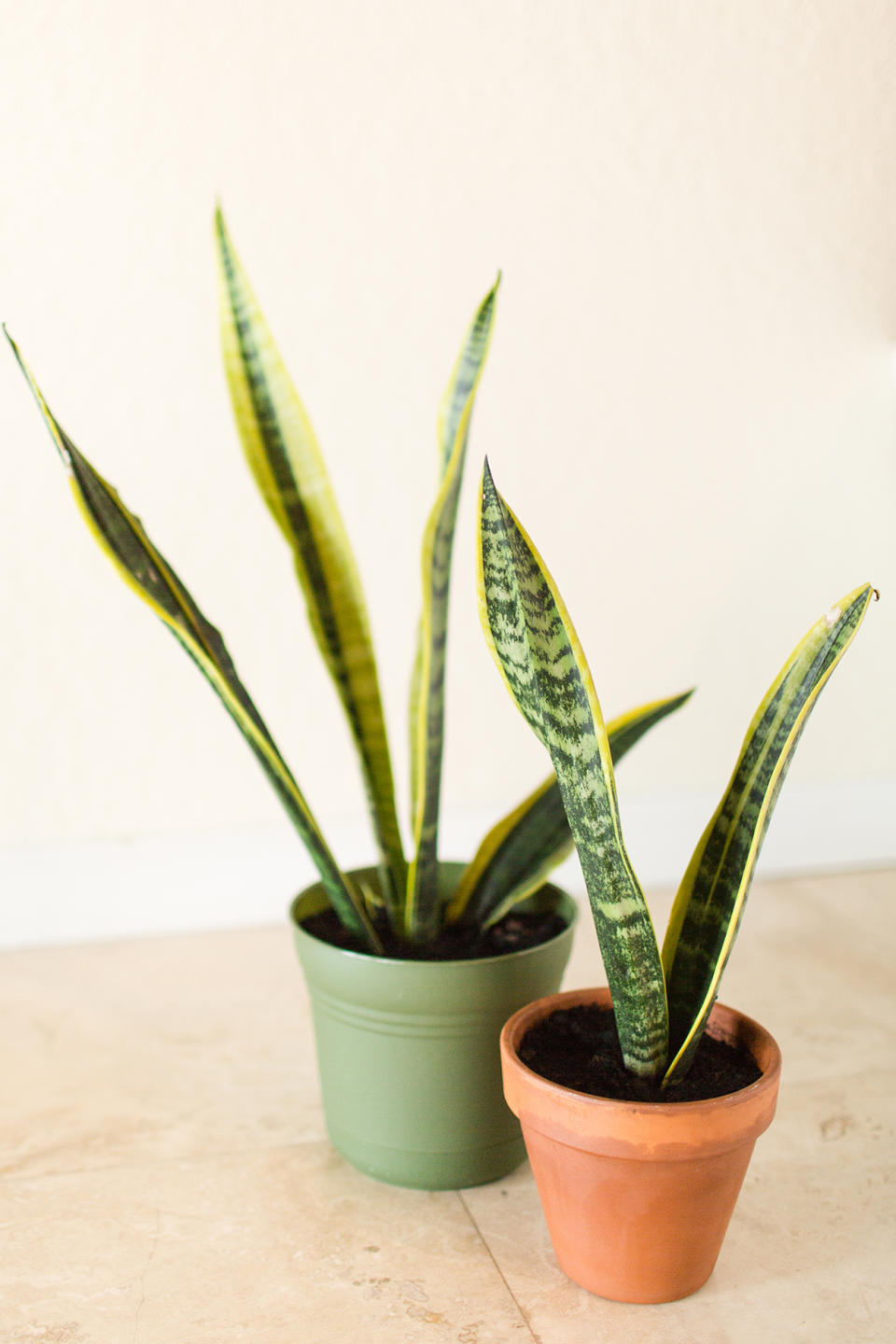 Snake Plant