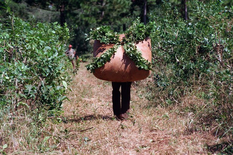 Los productores de yerba mate, que pagaban $3 por dólar exportado, son uno de los principales beneficiados por la quita de retenciones