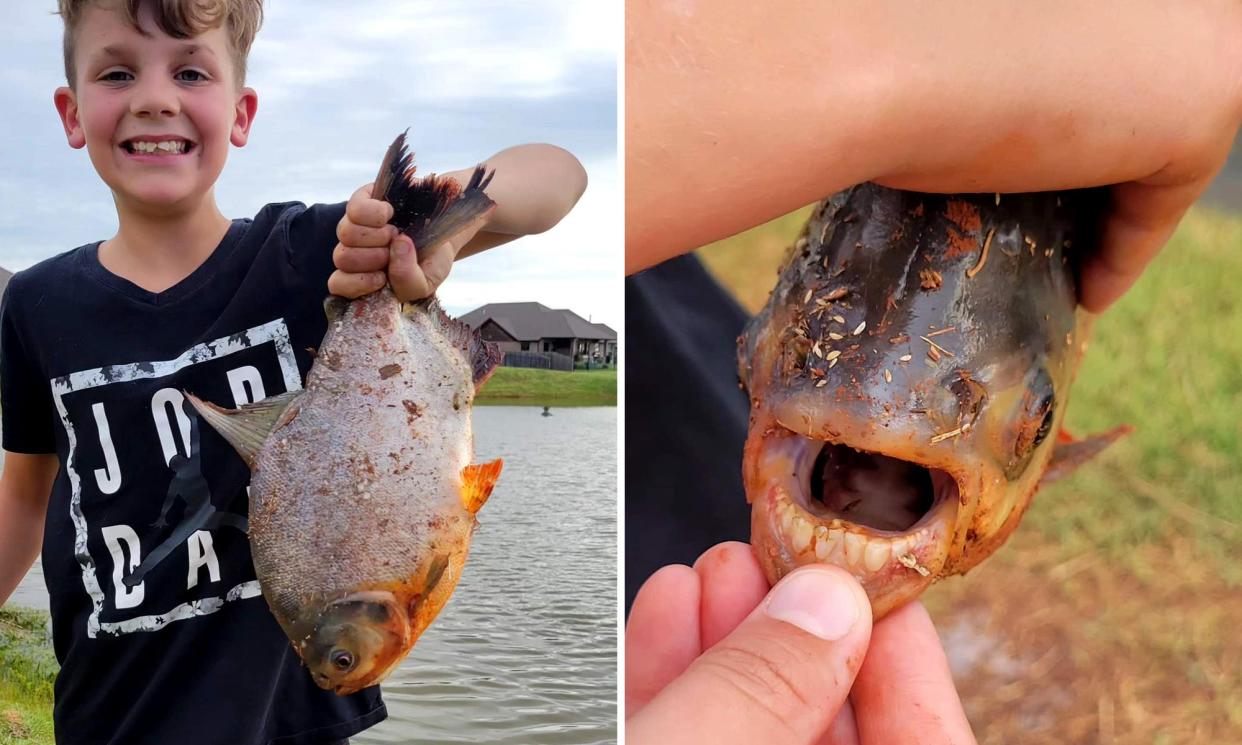 Oklahoma pacu