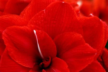 A Hippeastrum is displayed at the RHS Chelsea Flower Show in London, Britain, May 23, 2017. REUTERS/Neil Hall/Files