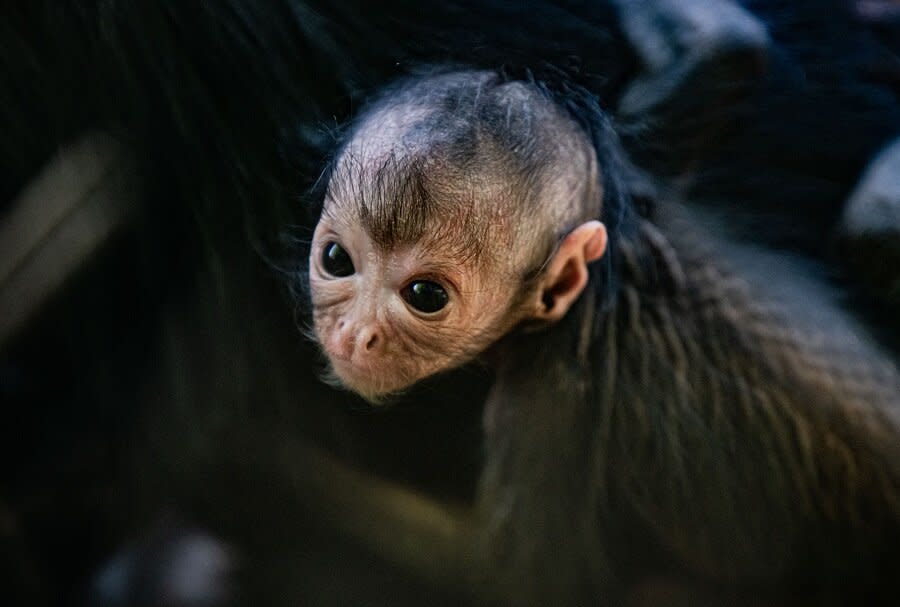 Rare spider monkey born