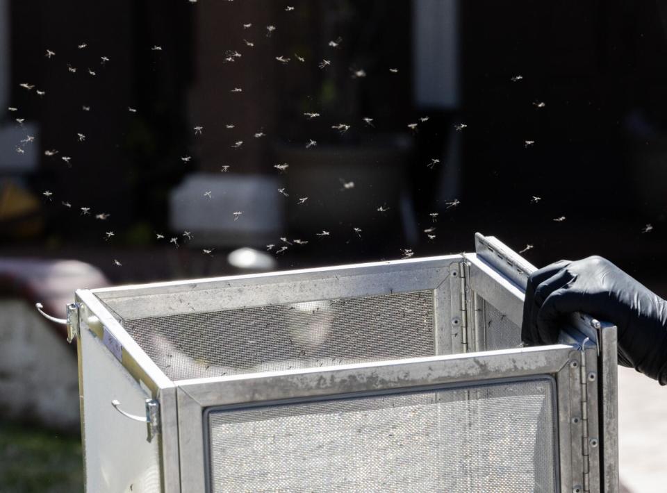 Sterilized male mosquitoes flying out of a box in Rancho Cucamonga