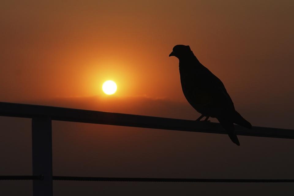 FILE - A pigeon perches on the railing of a roof garden as the sun rises in Mexico City, on a smoggy Saturday morning, May 21, 2022. Almost the entire world breathes air that exceeds the World Health Organization's air-quality limits at least occasionally. (AP Photo/Marco Ugarte, File)