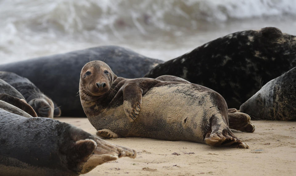 Seals at Horsey Gap