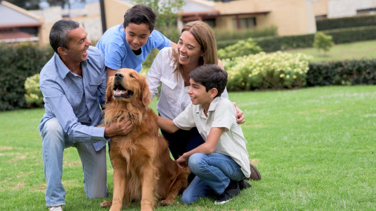  A happy family pets their beautiful retriever dog in their yard. 