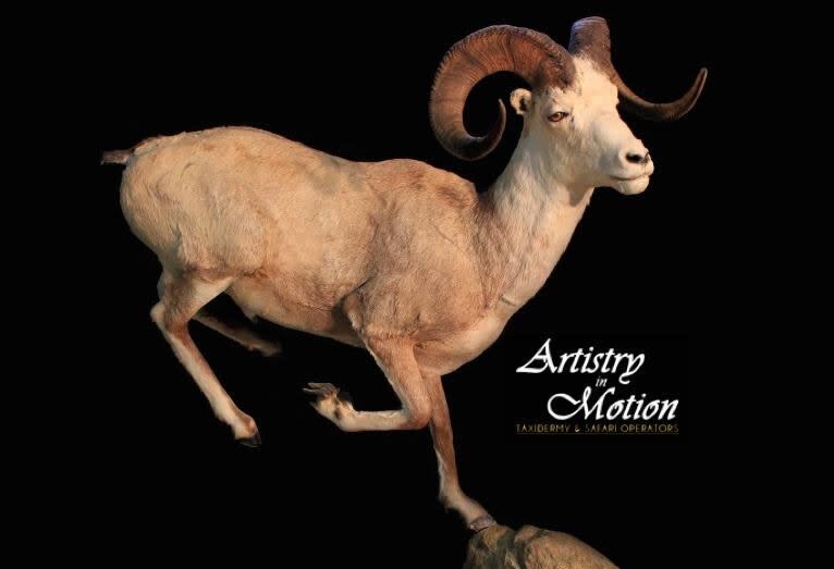 Image taken from the Artistry in Motion Taxidermy Facebook page. The business has been operating for over thirty years, according to an archived version of the business's website.  