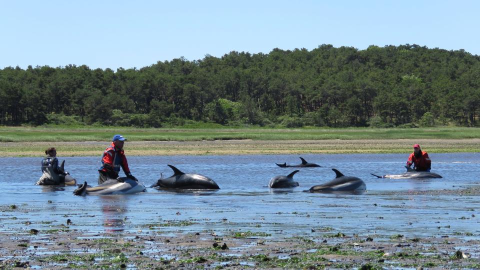 Rescuers aid stranded Atlantic white-sided dolphins in Wellfleet on Friday.