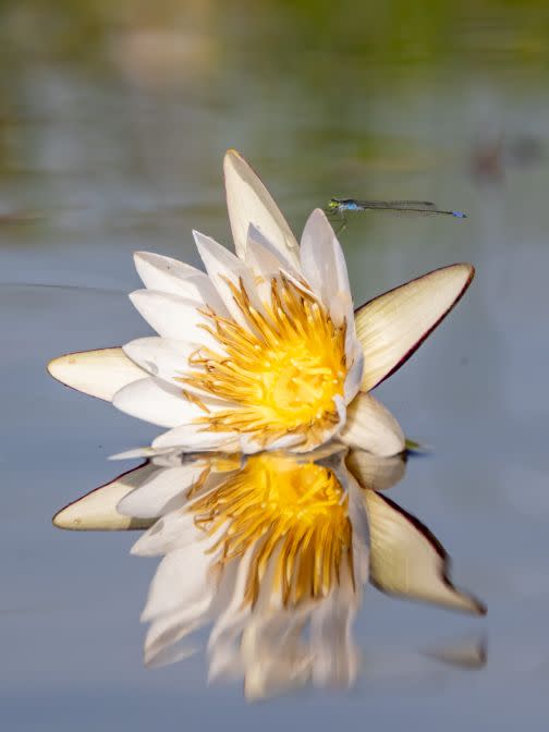 <p>This image beautifully captures the reflection of an overturned waterlily in Botswana, taken by Karin Grässli. </p>