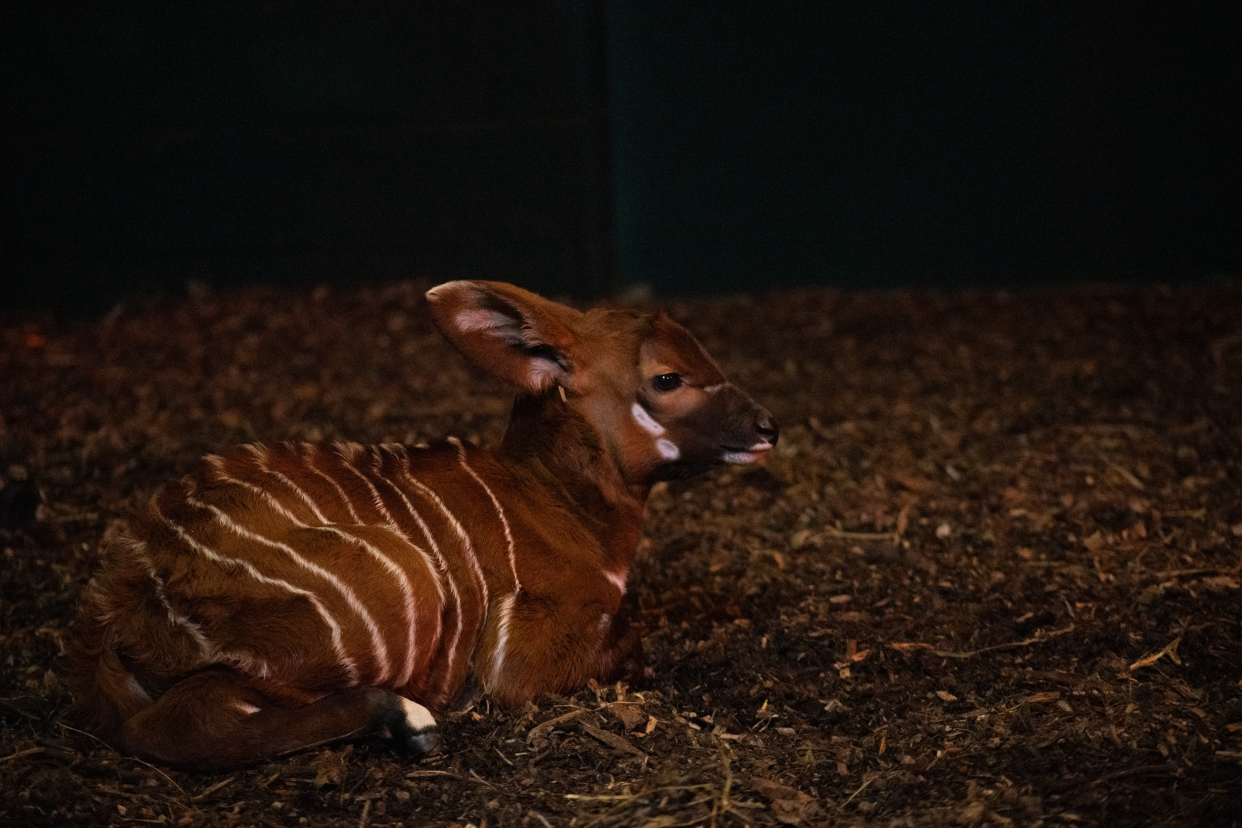 Mountain bongos are critically endangered (Marwell Wildlife)