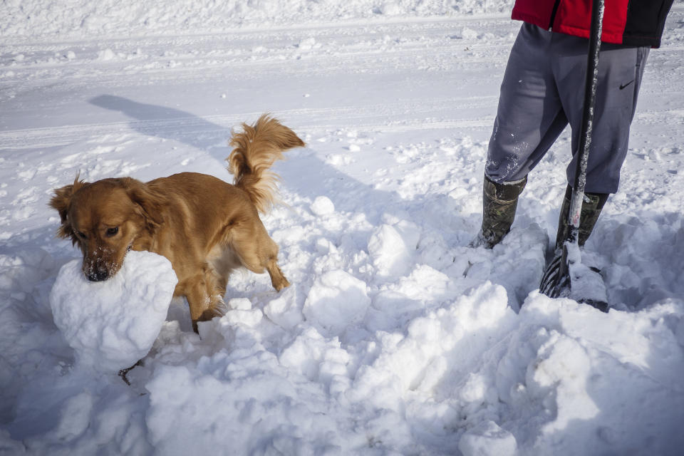 Nelson "helps" his owner Chris Gillard clear snow from their driveway Sunday, Feb. 24, 2019, in Rochester, Minn., after heavy snow overnight. ( Joe Ahlquist/The Rochester Post-Bulletin via AP)