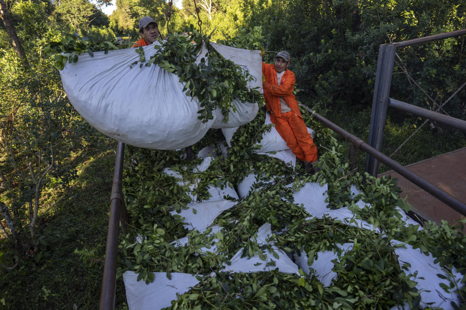 Trabajadores cargan hojas de yerba mate cosechadas en un camión en Andresito, en la provincia de Misiones, Argentina, el miércoles 17 de abril de 2024. Detrás de la mítica calidad de la bebida, está el duro trabajo realizado primero por tribus indígenas en asentamientos jesuitas en lo que ahora es Paraguay, y actualmente por jornaleros mal pagados conocidos como "tareferos," en los húmedos pastizales de la provincia de Misiones, en el noreste de Argentina, centro mundial de la producción de mate. (AP Foto/Rodrigo Abd)