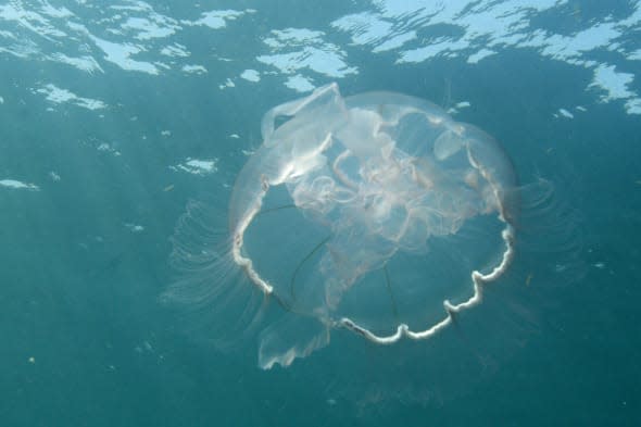 Cornish Tourism Board says rise in jellyfish poses no danger