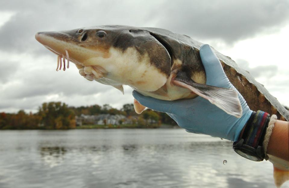 University of Maine graduate assistant Phillip Dionne holds a shortnose sturgeon after catching the fish in the Penobscot River near Bangor, Maine, Oct. 13, 2008. The August full moon is known as the "sturgeon" moon because the giant sturgeon of the Great Lakes and Lake Champlain were most readily caught by Native Americans during this part of summer.