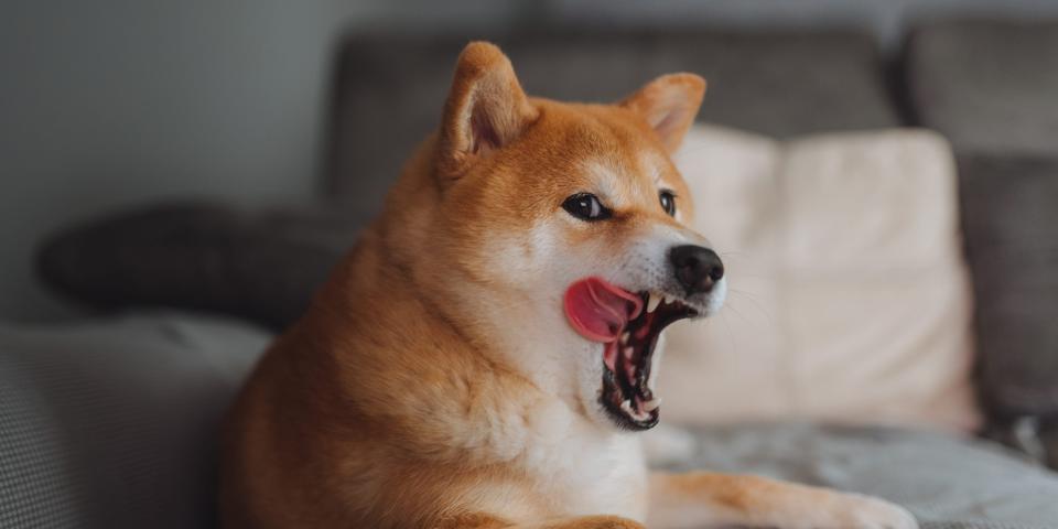 Close-up view of a cute shiba inu dog yawning and sticking out his tongue because he just woke up from a nap.