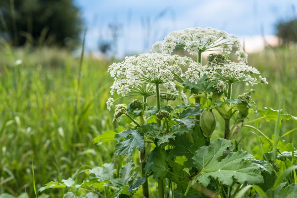 The sap of it causes phytophotodermatitis in humans, resulting in blisters and long-lasting scars. Ukraine