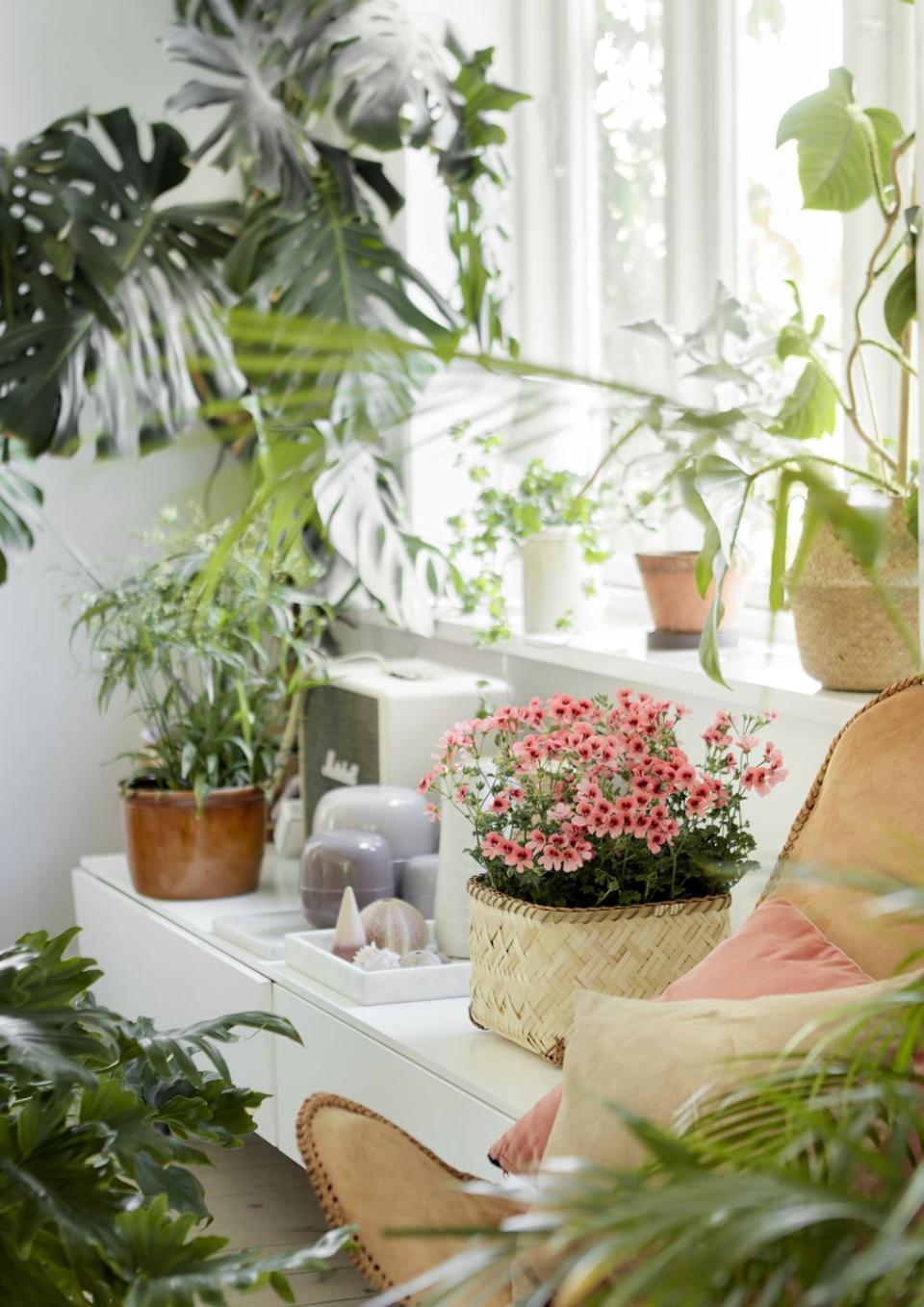 <p>Geraniums not only adorn balconies, terraces and gardens, they also enhance interiors. Geraniums thrive in a bright place inside the house if cared for properly. However, most varieties feel most at home in a sunny to semi-shaded spot outside.</p>