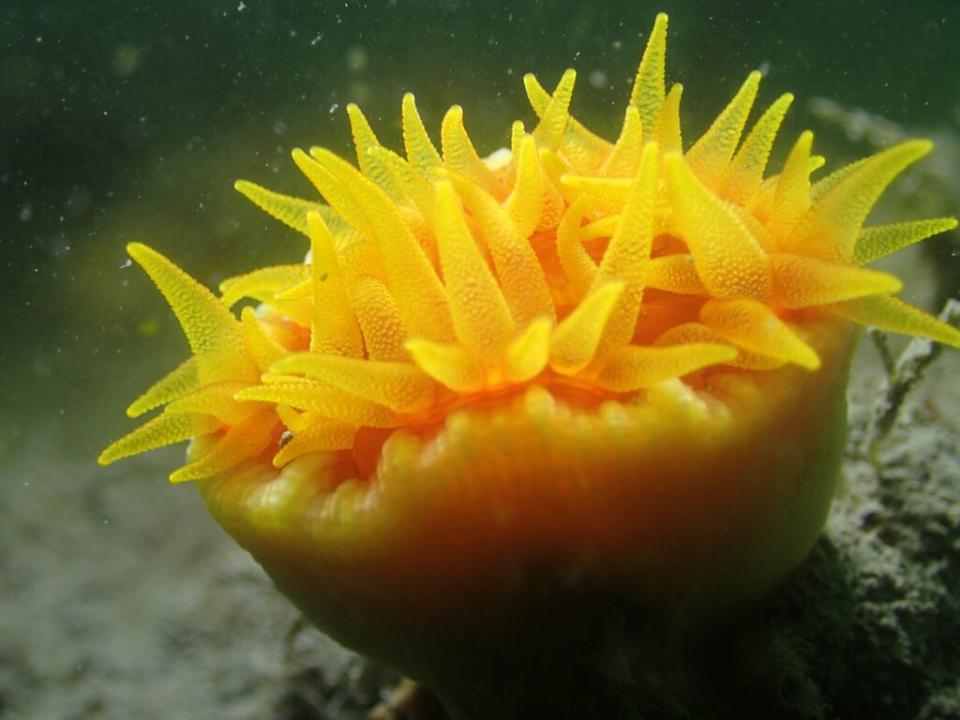 積極種植海草與復育珊瑚生態，雖與藍碳沒有直接相關，但打造健康海洋的永續生態系，才是一切的源頭。圖／本報資料照片