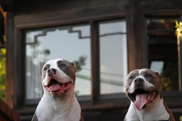 An Imposing Dog Of The American Bully Breed Stock Photo - Download