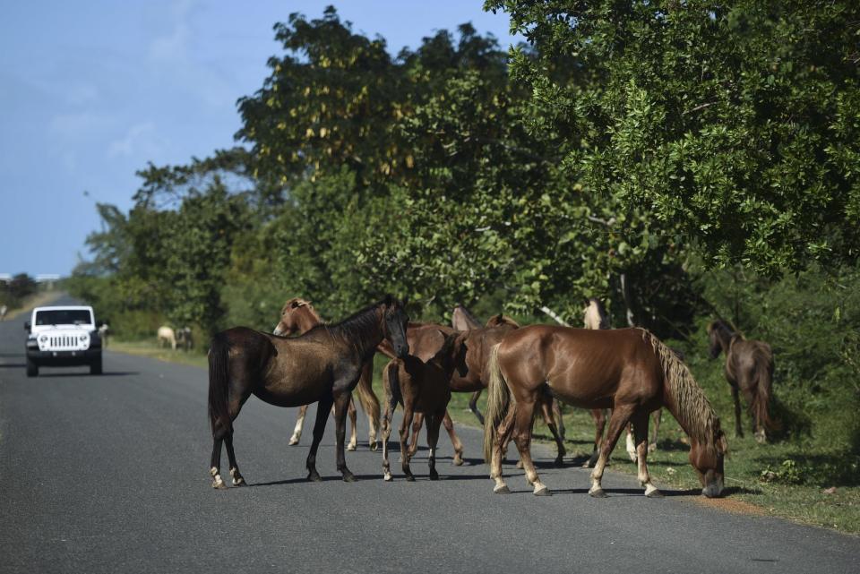 In this Jan. 14, 2017 photo, horses roam on a road near Mosquito Pier in Vieques, Puerto Rico. The horses are adored by tourists, who love taking pictures of them eating mangos and frolicking on the beaches. (AP Photo/Carlos Giusti)